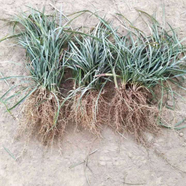 麦冬草