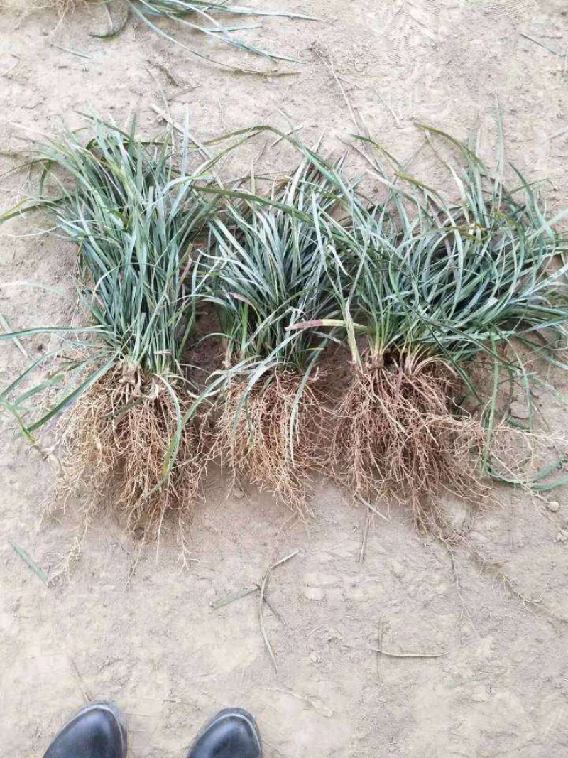 麦冬草