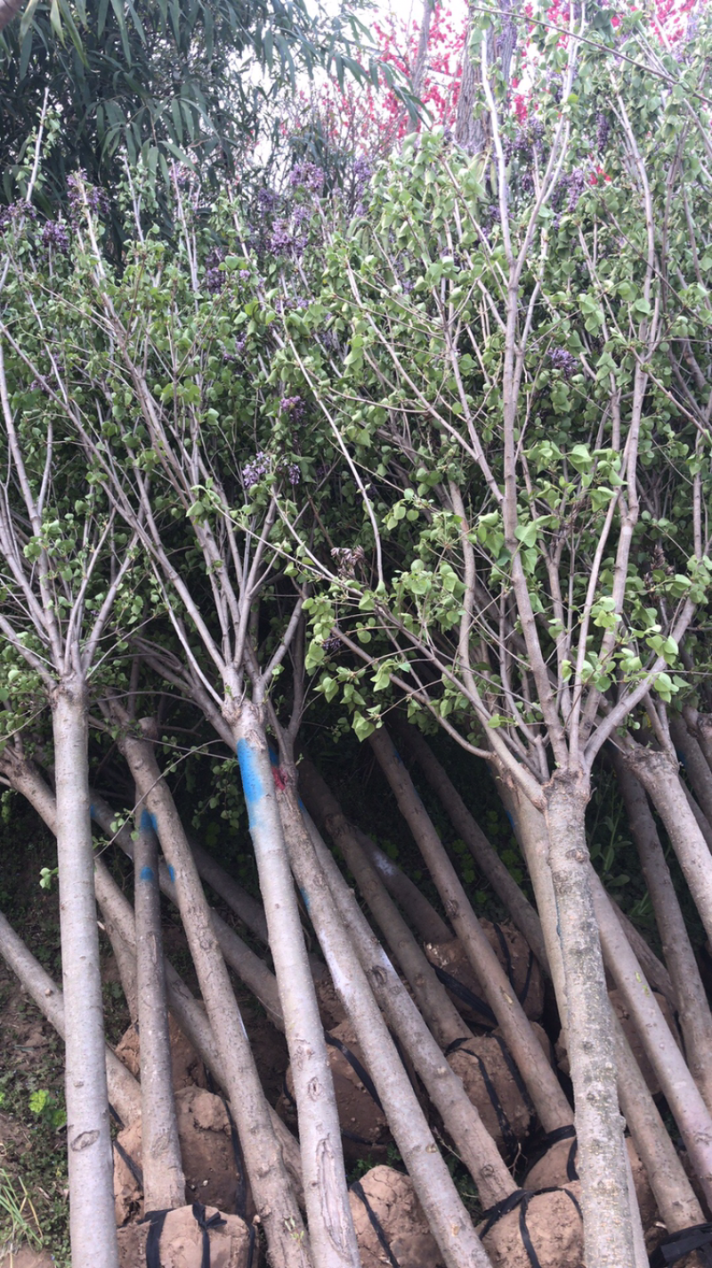 丁香树