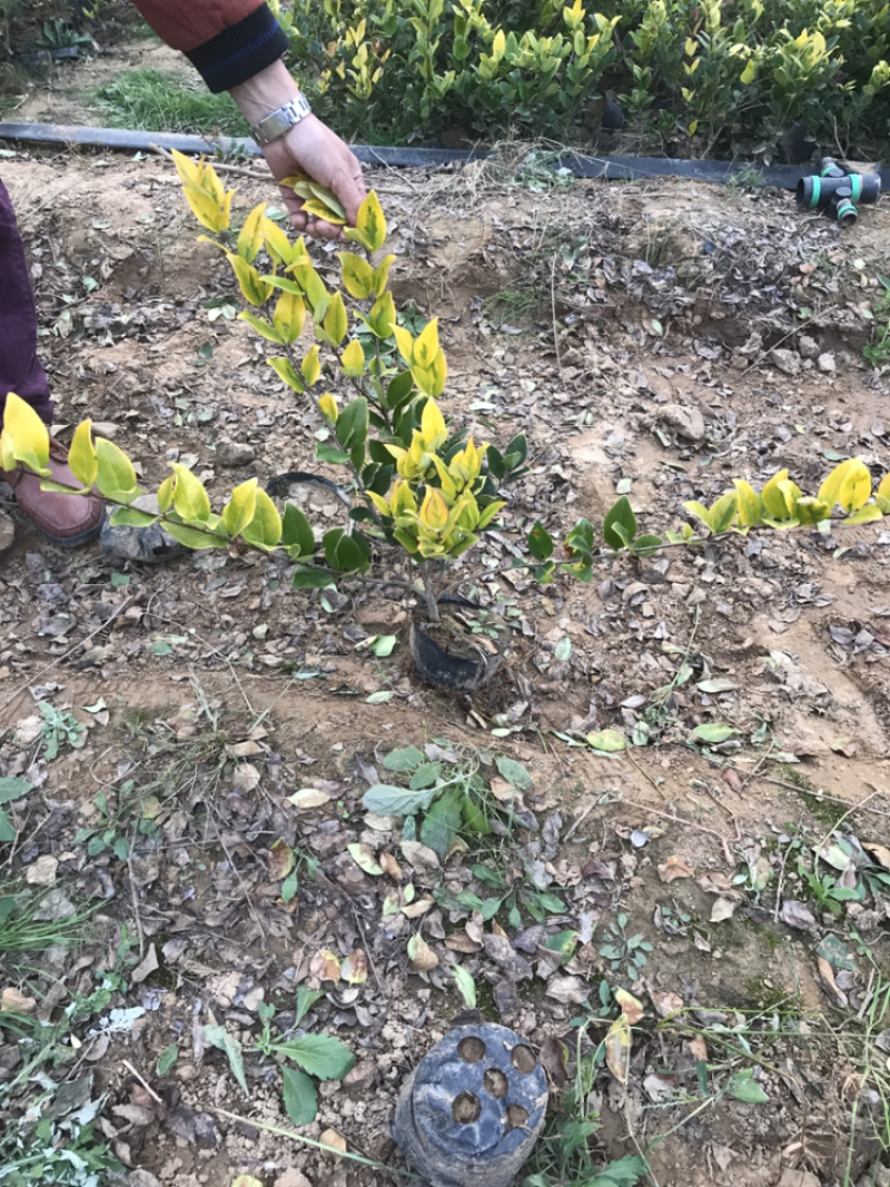 金森女贞大杯苗