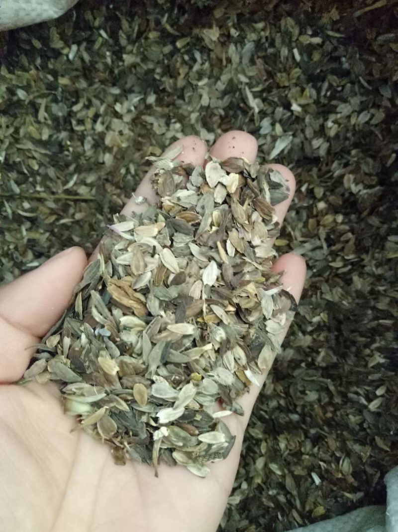 百日草种子，百日红种子，花卉花海种子大量供应