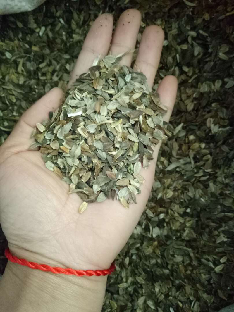 百日草种子，百日红种子，花卉花海种子大量供应