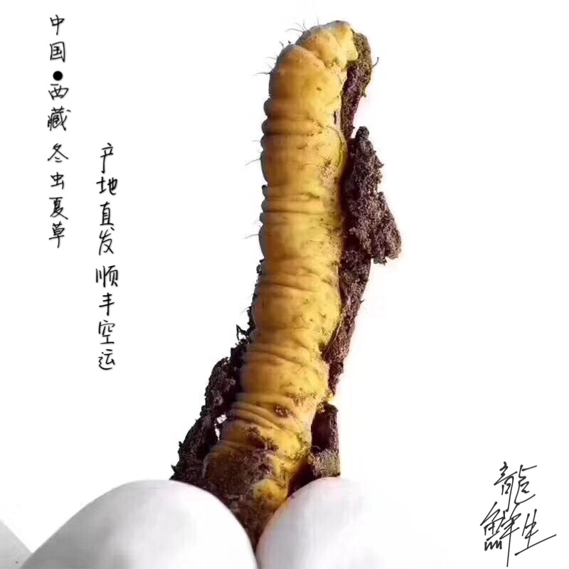 冬虫夏草西藏新鲜冬虫夏草顺丰空运包邮招代理