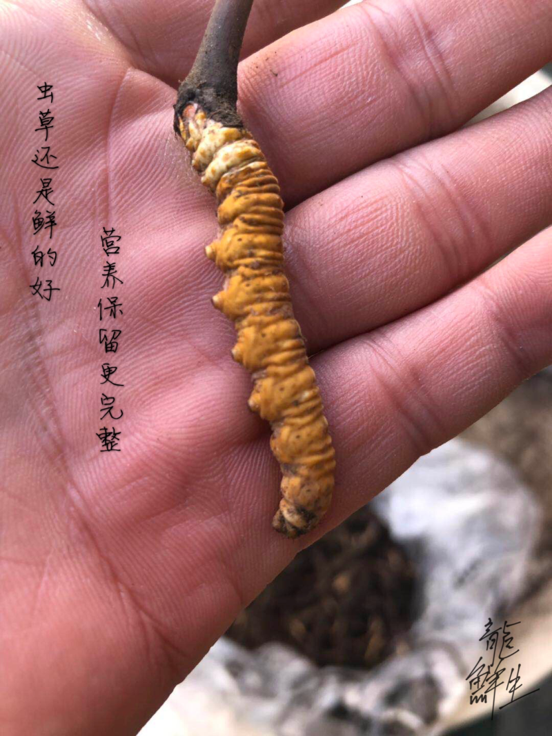 冬虫夏草西藏新鲜冬虫夏草顺丰空运包邮招代理