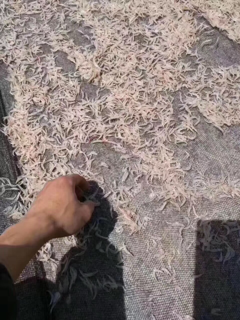 虾皮