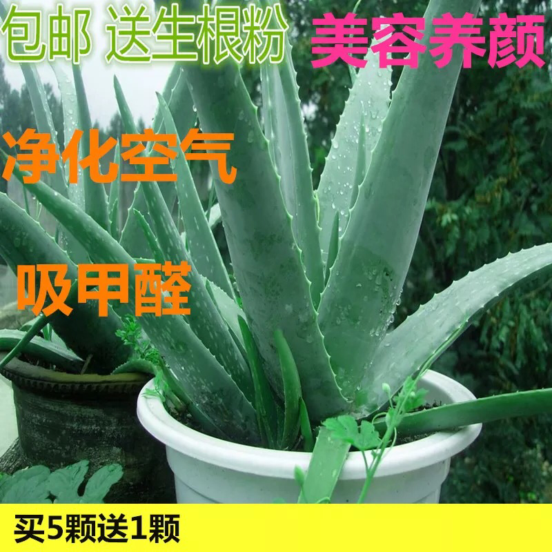 库拉索芦荟盆栽可食用可直接美容芦荟防辐射除甲醛芦荟中