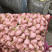 【精】河南大蒜产地大量供应扒皮大蒜紫红皮品质保证欢迎来电