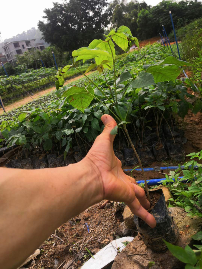 紫花风铃木苗多花紫花绣球多花风铃苗