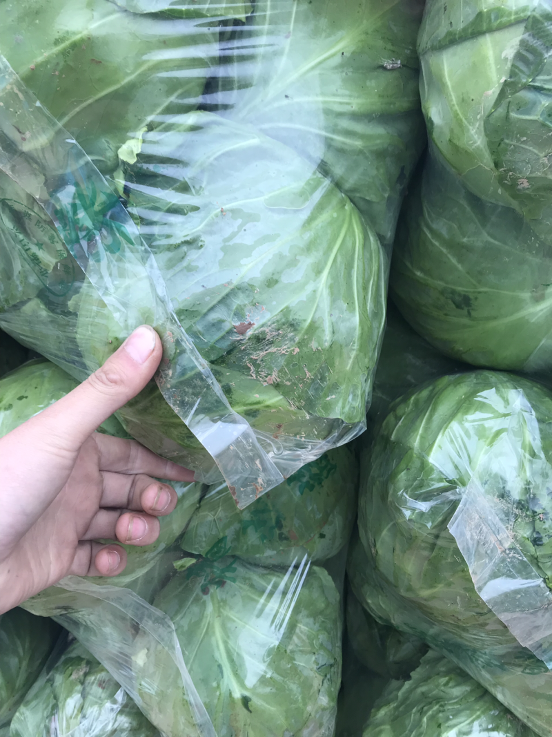 甘蓝中甘系列、1.5～3斤精品、可散装、制冷、