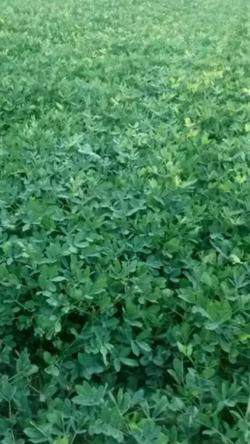 预订鲜花生干花生花生米花生果🥜🥜🥜🥜