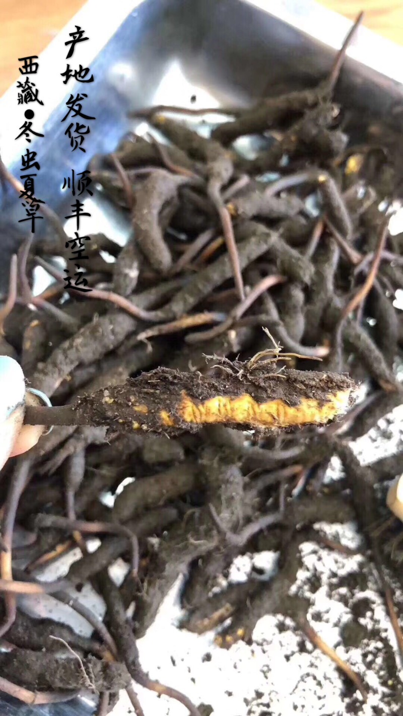 冬虫夏草西藏新鲜冬虫夏草顺丰空运包邮招代理