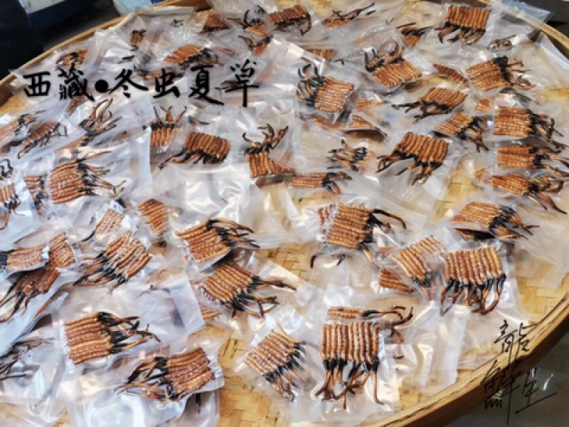 冬虫夏草西藏新鲜冬虫夏草顺丰空运包邮招代理