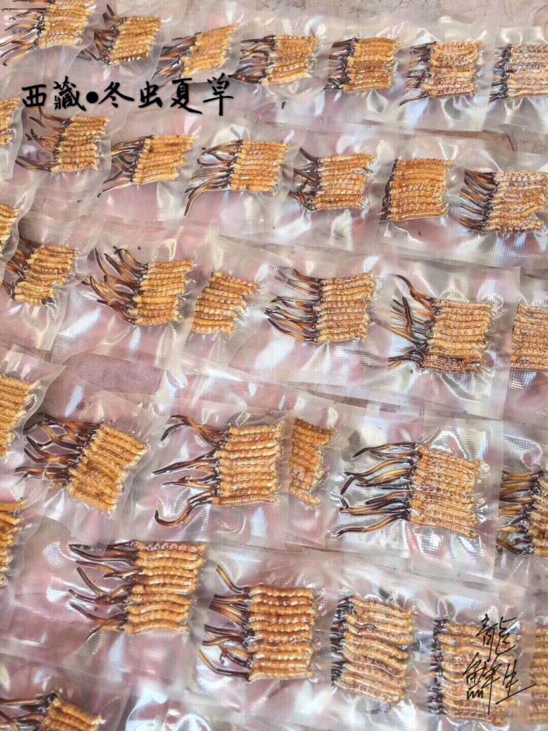 冬虫夏草西藏新鲜冬虫夏草顺丰空运包邮招代理