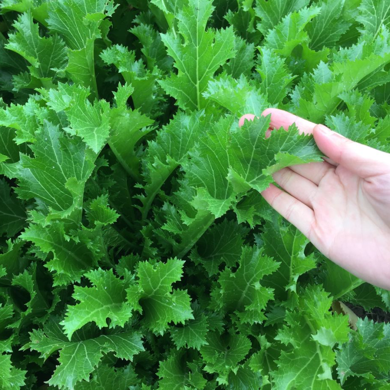 浙江慈溪绍兴金丝芥菜梅干菜
