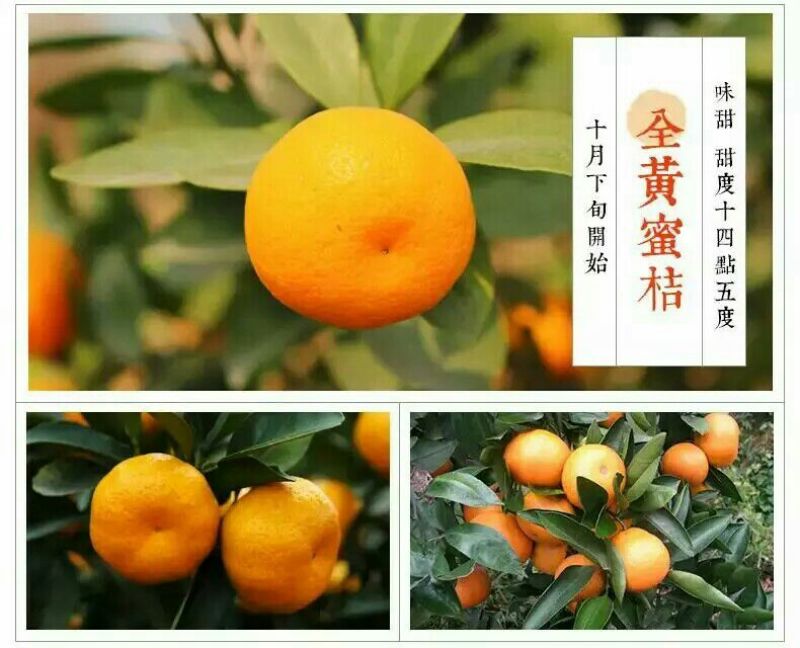 新余金黄蜜橘，甜蜜多汁，甜度高，货源充足，现摘现发。