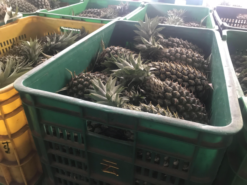 海南金钻凤梨16号甜蜜蜜香甜可口新鲜水果批发代发