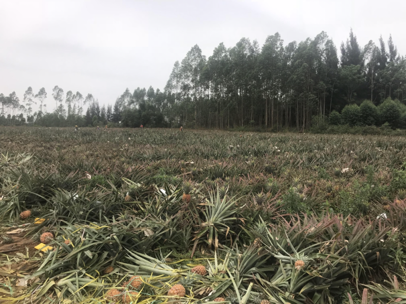 海南金钻凤梨16号甜蜜蜜香甜可口新鲜水果批发代发