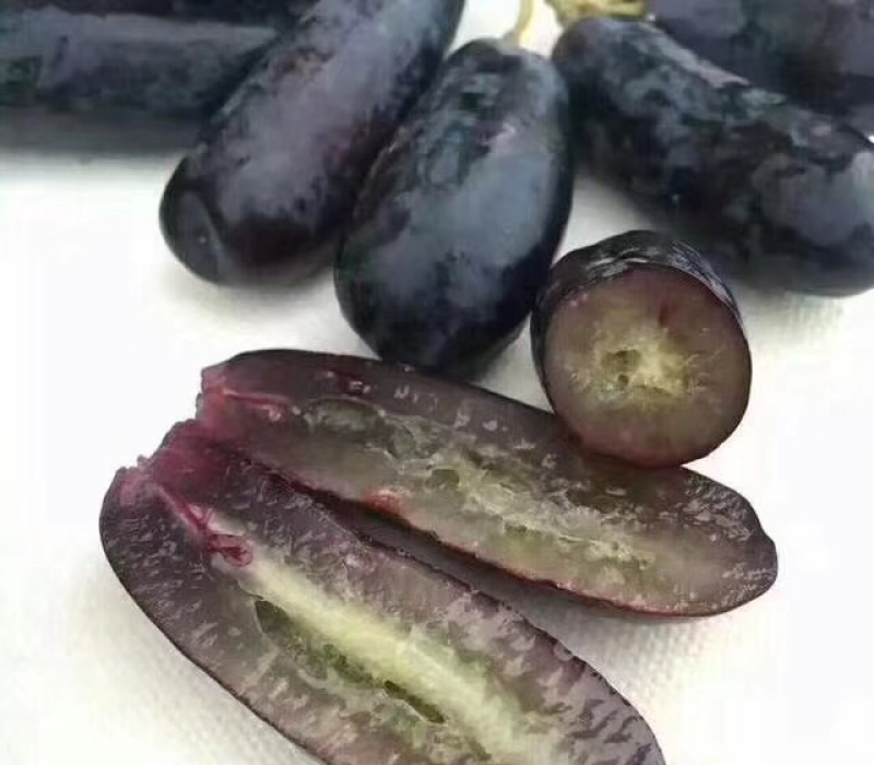 嫁接甜蜜蓝宝石葡萄苗品种保真基地批发