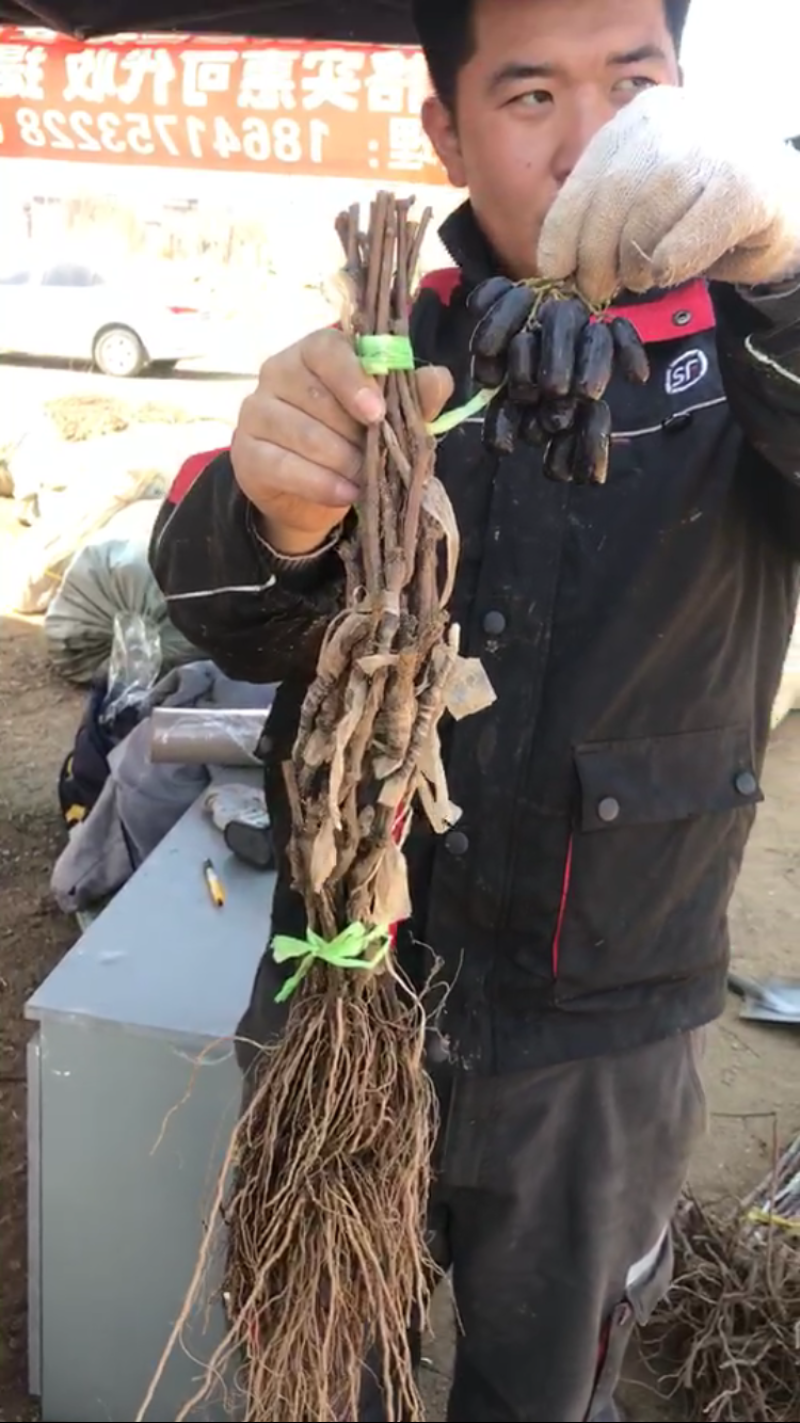 嫁接甜蜜蓝宝石葡萄苗品种保真基地批发