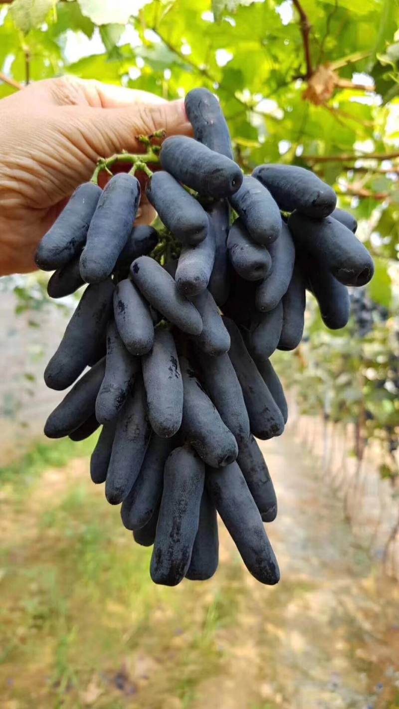嫁接甜蜜蓝宝石葡萄苗品种保真基地批发