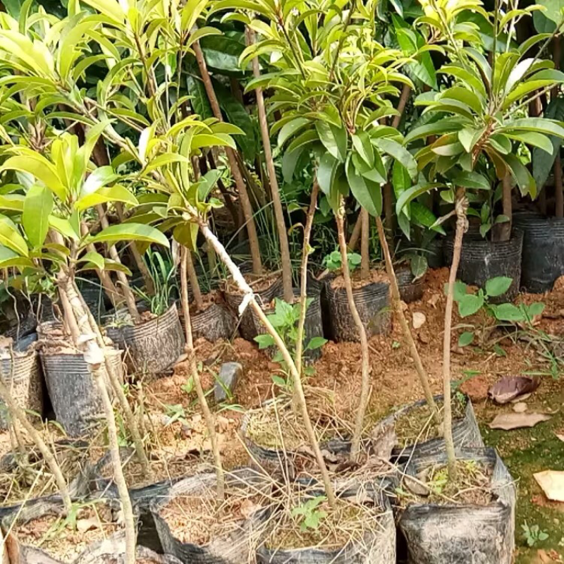 人心果树苗优质嫁接果树苗南方方种植当年结果