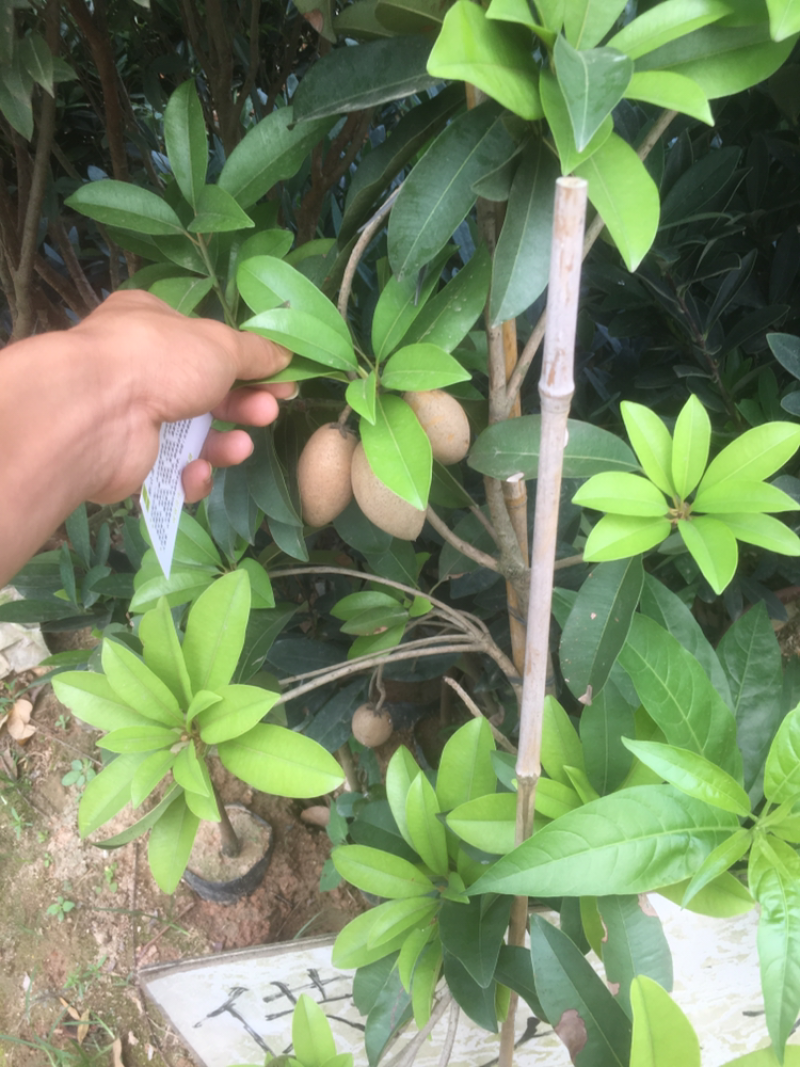 人心果树苗优质嫁接果树苗南方方种植当年结果