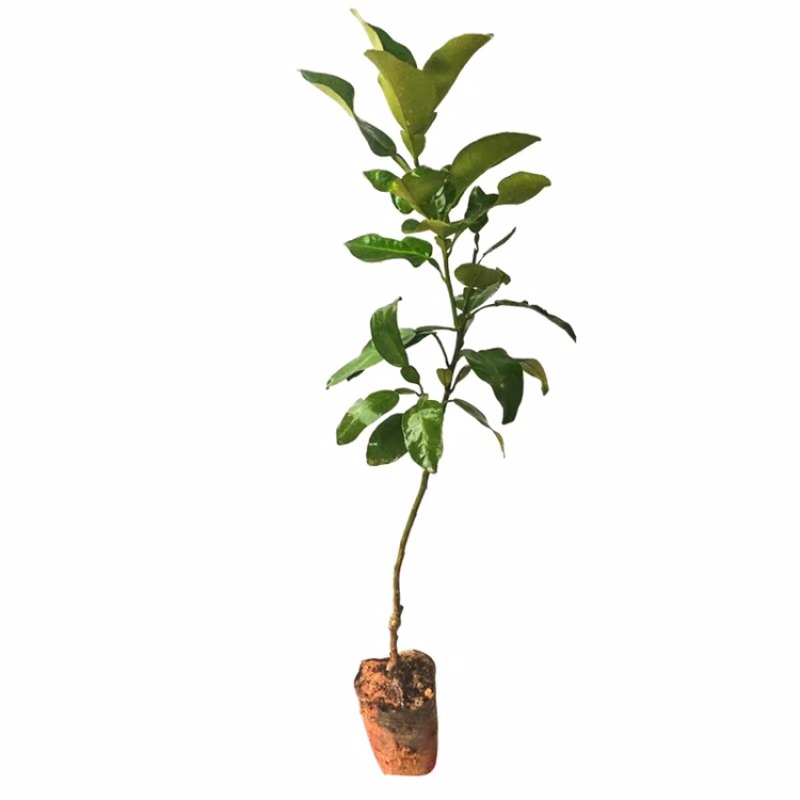 柚子苗蜜柚树苗红肉蜜柚苗木广西正宗品种庭院种植一棵包邮