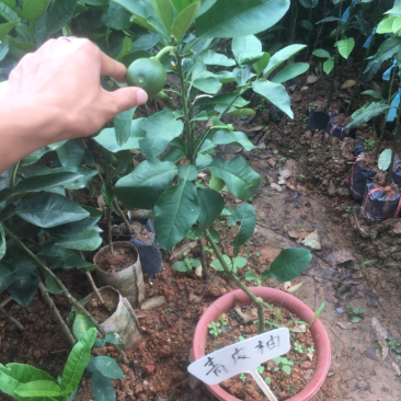 柚子苗蜜柚树苗红肉蜜柚苗木广西正宗品种庭院种植一棵包邮