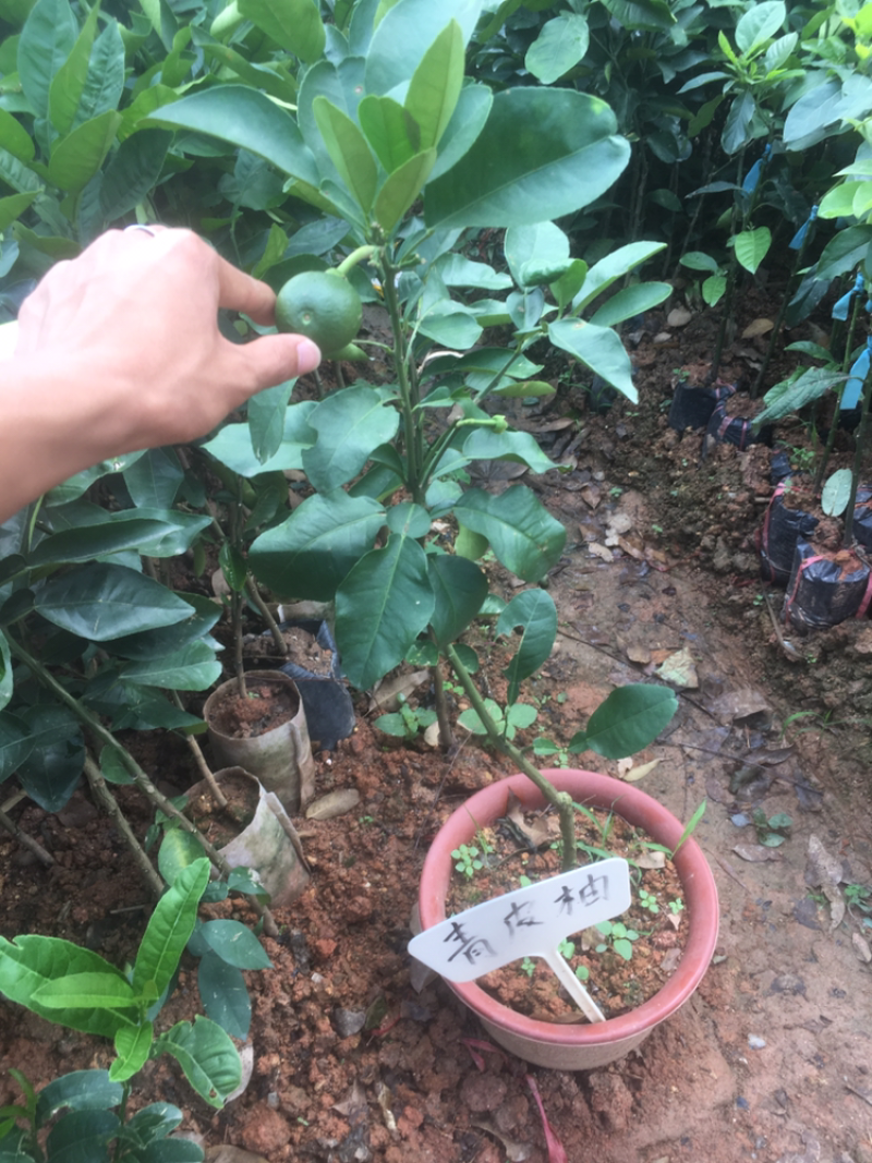 柚子苗蜜柚树苗红肉蜜柚苗木广西正宗品种庭院种植一棵包邮