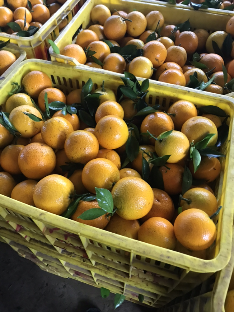 优质夏橙