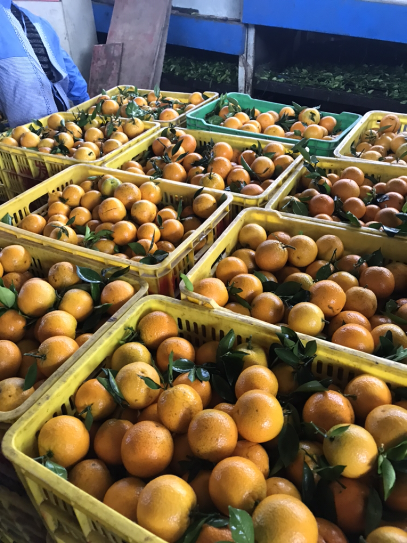 优质夏橙