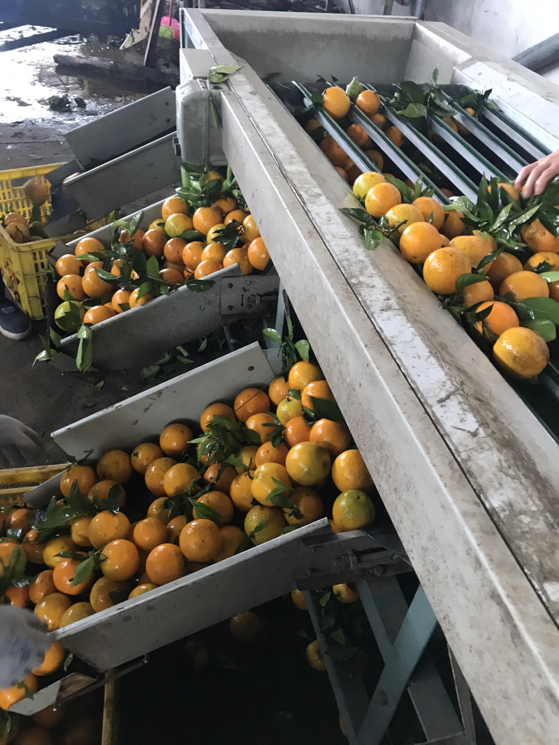 优质夏橙