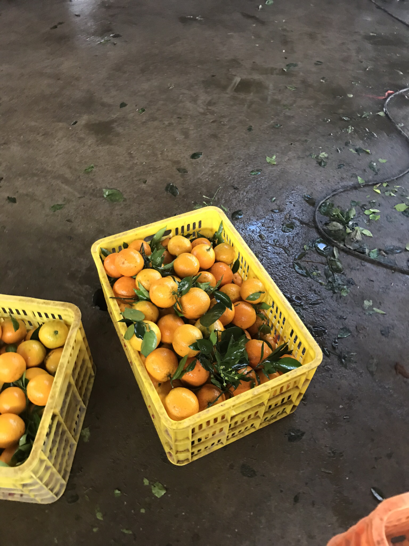 优质夏橙