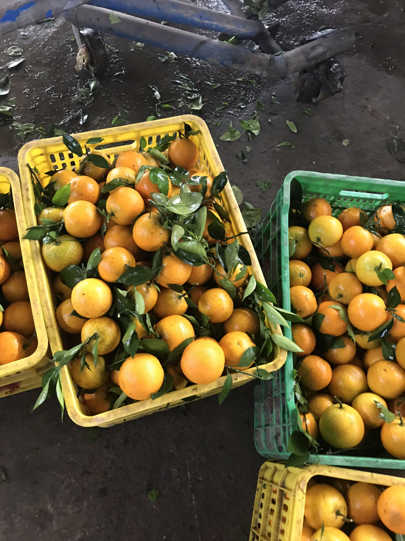 优质夏橙