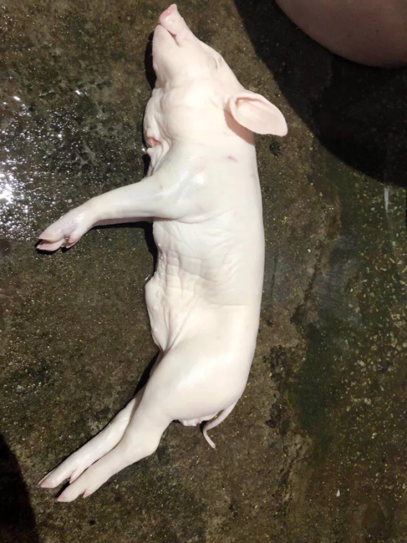 乳猪整只5斤半左右新鲜冷冻小耳朵脆皮烤肉酒店烧腊烤乳