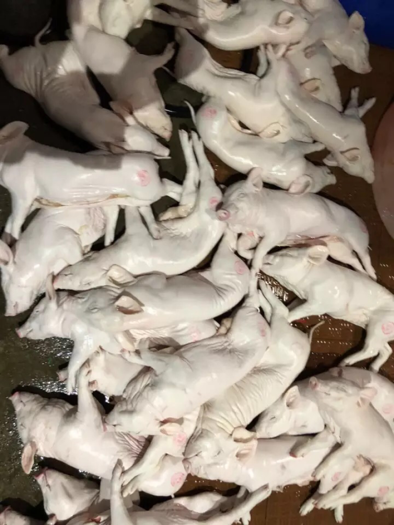 乳猪整只5斤半左右新鲜冷冻小耳朵脆皮烤肉酒店烧腊烤乳