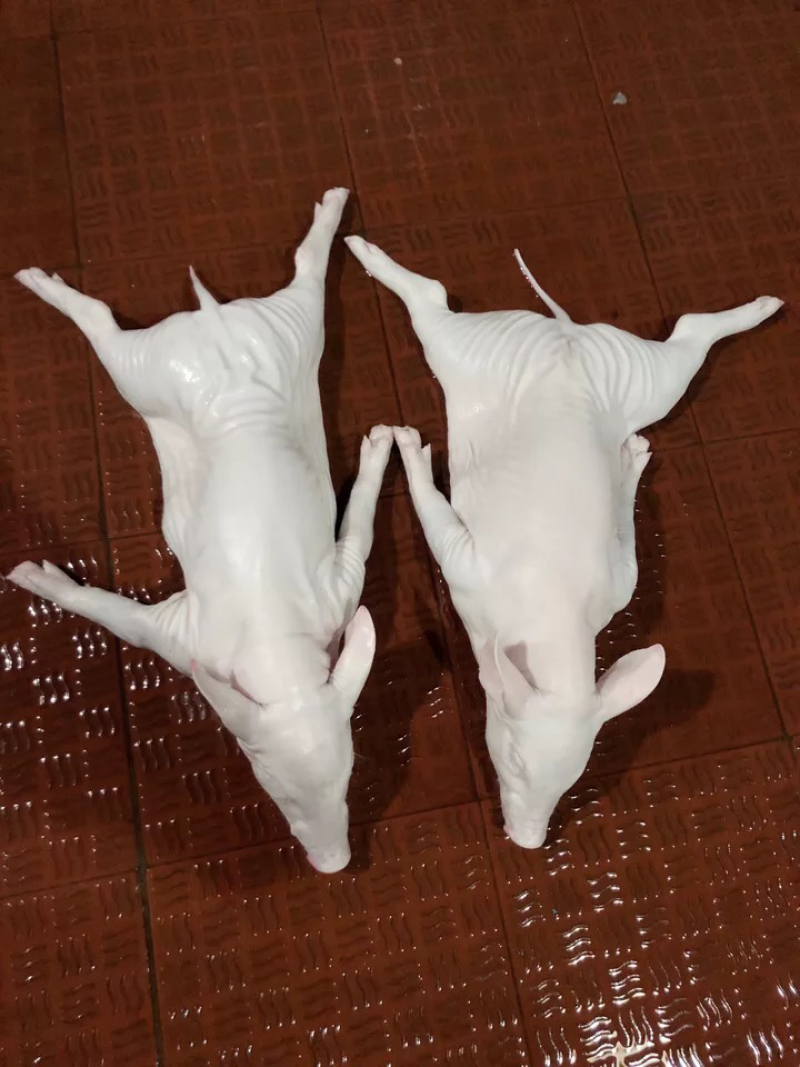 乳猪整只5斤半左右新鲜冷冻小耳朵脆皮烤肉酒店烧腊烤乳