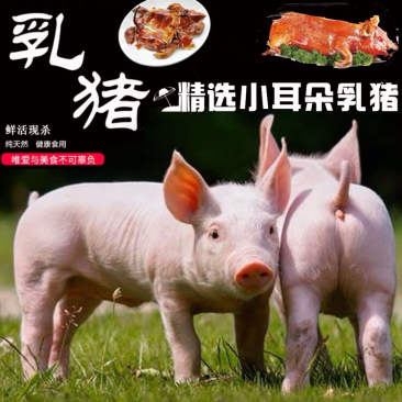 乳猪整只5斤半左右新鲜冷冻小耳朵脆皮烤肉酒店烧腊烤乳