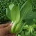 纯上海青精品油菜2两以上需要联系我