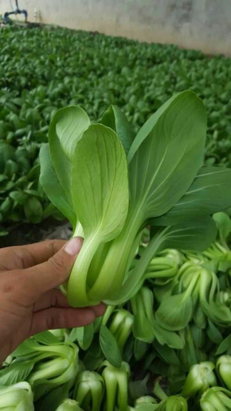 纯上海青精品油菜2两以上需要联系我