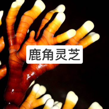 大量现货灵芝，灵芝孢子粉，鹿角灵芝，灵芝盆景