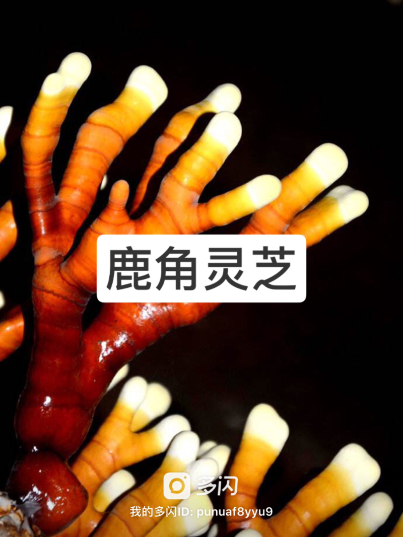 大量现货灵芝，灵芝孢子粉，鹿角灵芝，灵芝盆景
