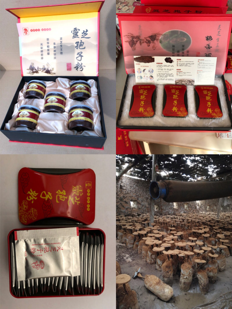 大量现货灵芝，灵芝孢子粉，鹿角灵芝，灵芝盆景