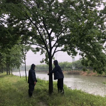 榉树