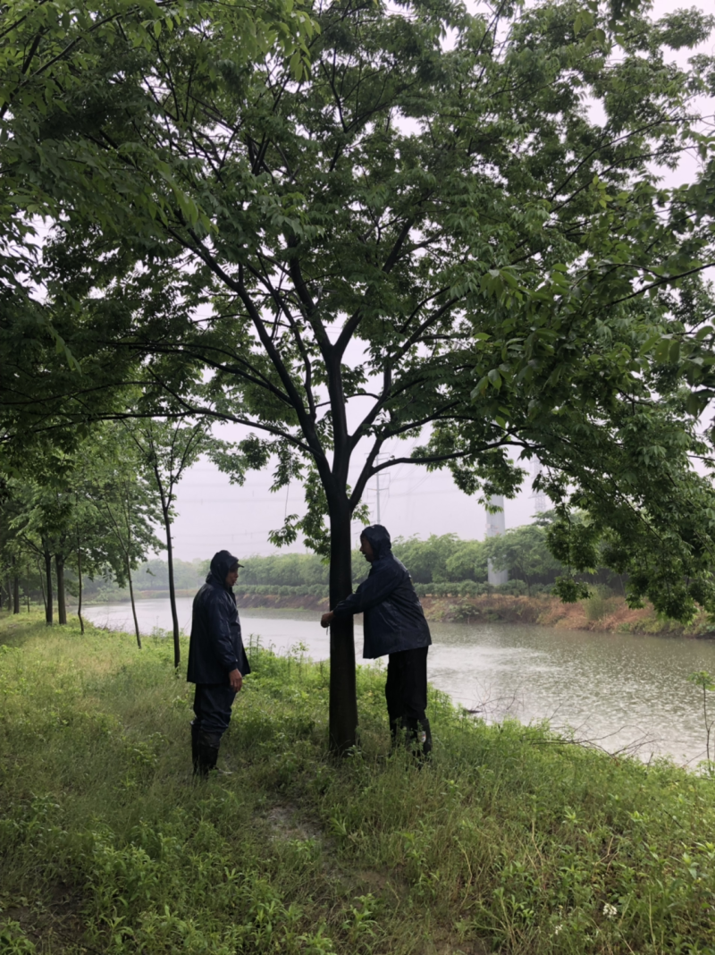 榉树