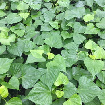 凌紫红薯苗15~25cm