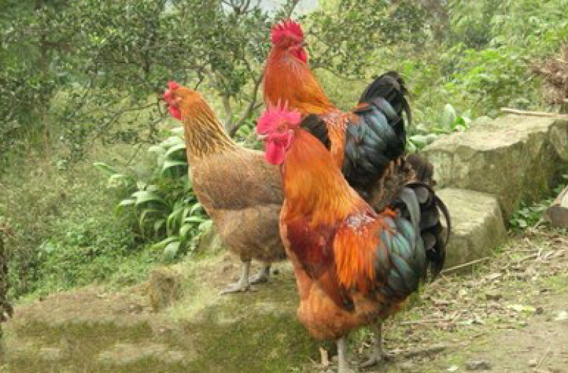 果场鸡