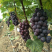 南宁夏黑葡萄