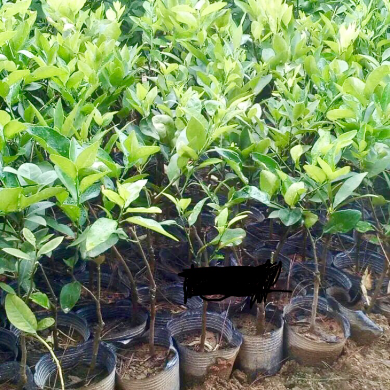 柠檬树苗清香柠檬嫁接苗香水柠檬苗适合盆栽地栽柠檬树