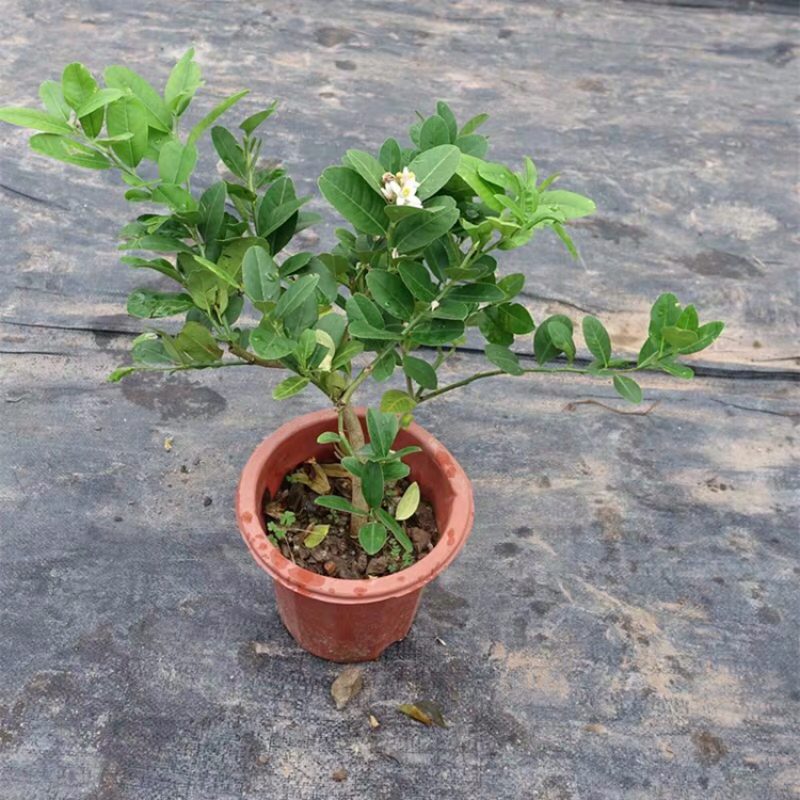 柠檬树苗清香柠檬嫁接苗香水柠檬苗适合盆栽地栽柠檬树